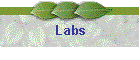 Labs